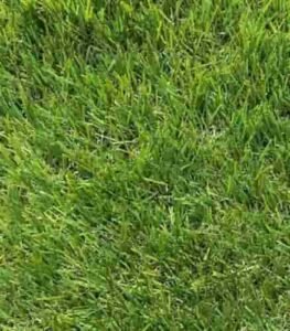 Luxer Grass